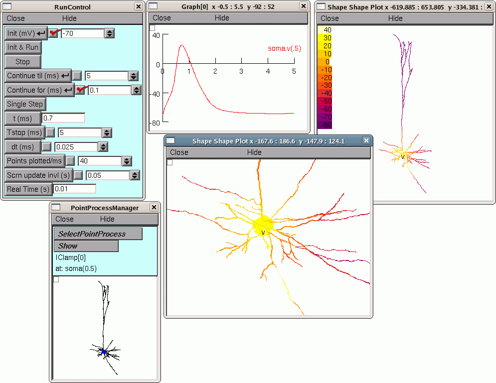 3-D Pyramidal Neuron